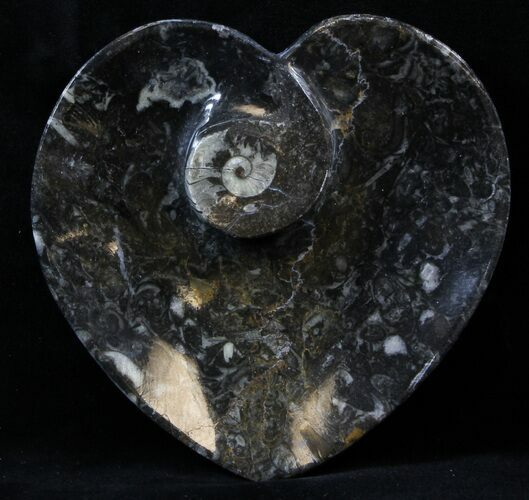 Heart Shaped Fossil Goniatite Dish #39323